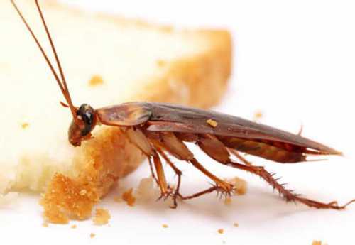 тараканы в голове: как с ними бороться тараканы в голове: как с ними бороться