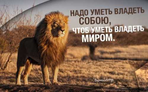 навстречу страху общения стив павлина