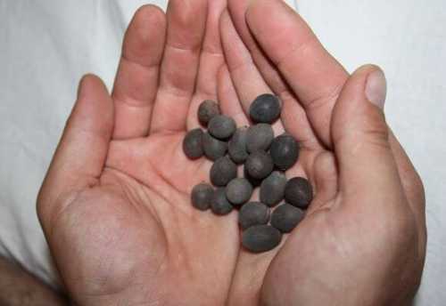 семена льна