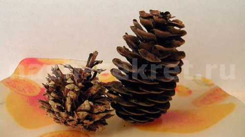 шишка на небе шишка на небе