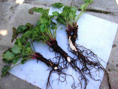 аффенпинчер: описание породы собак, характер, уход и содержание, а также достоинства и недостатки