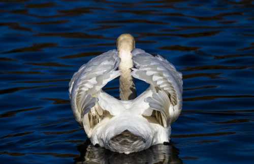 признаки ветрянки: как диагностировать болезнь у детей и взрослых