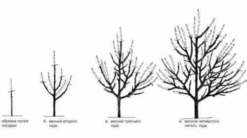 сроки и порядок прорезывания зубов у детей сроки и порядок прорезывания зубов у детей